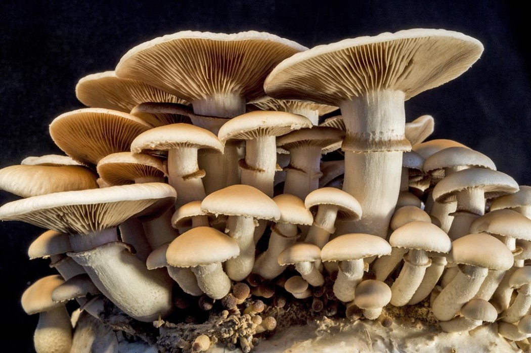 mushrooms