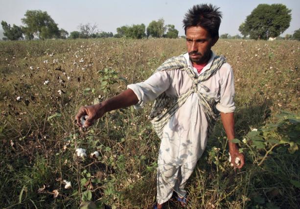 GMO cotton