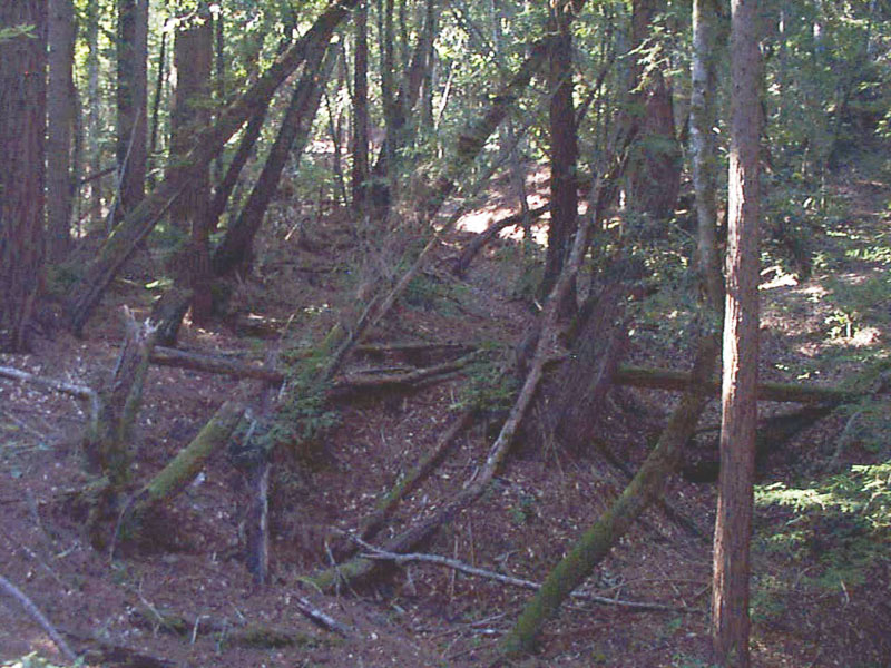 forest, earthquake