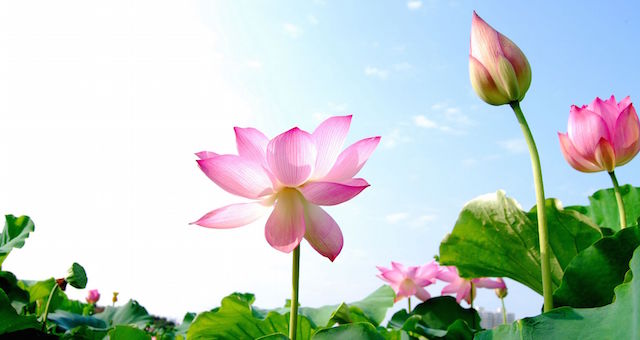 Click to enlarge lotus flowers