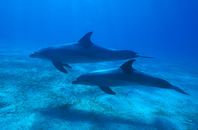 Dolphins
