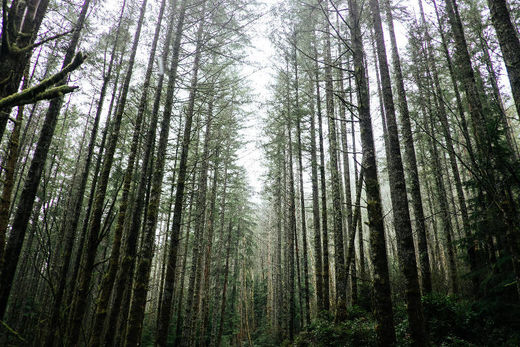 Click to enlarge can't see the forest for the trees