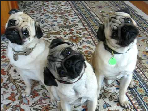 Click to enlarge dogs tilting heads