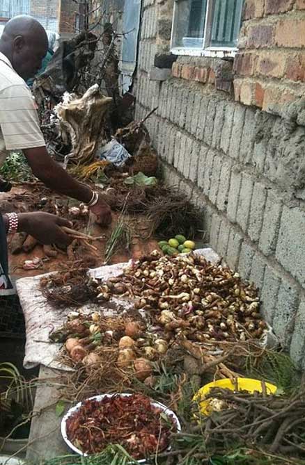 Click to enlarge traditional medicine africa
