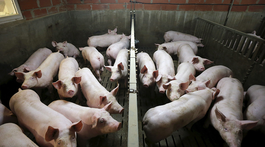 Click to enlarge Pig farm