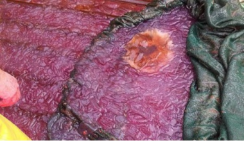 Purple Slime