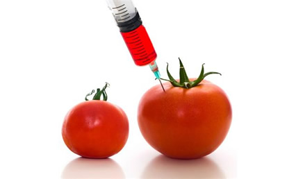GMO tomatoes