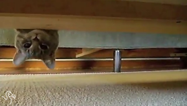 Click to enlarge upside down cat