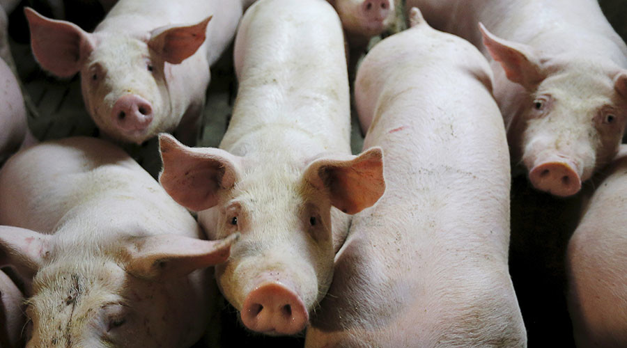 Pigs