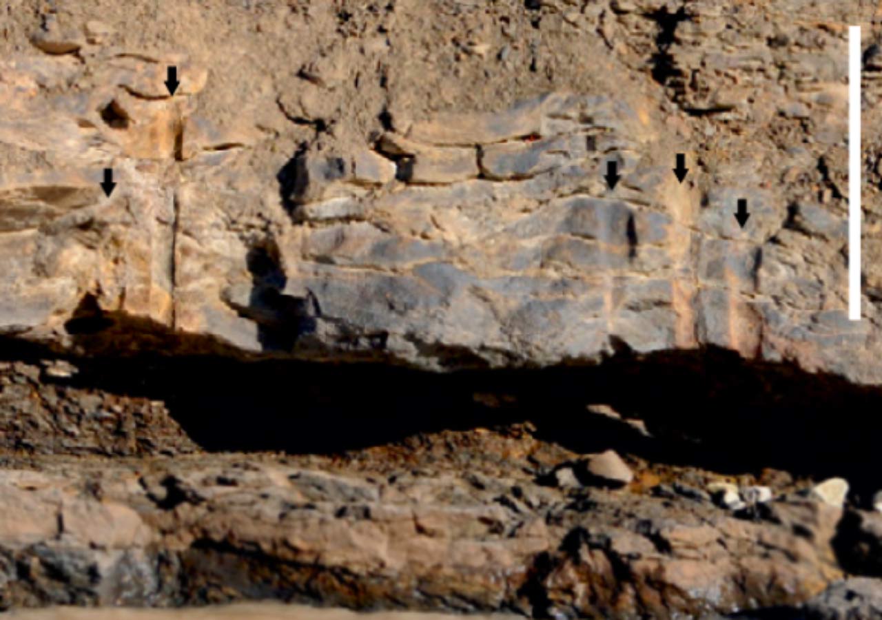 Fossil Forest