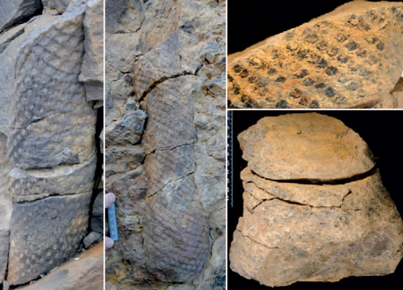 Fossil Forest_1