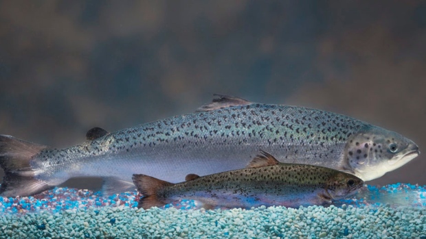 Jumbo Salmon