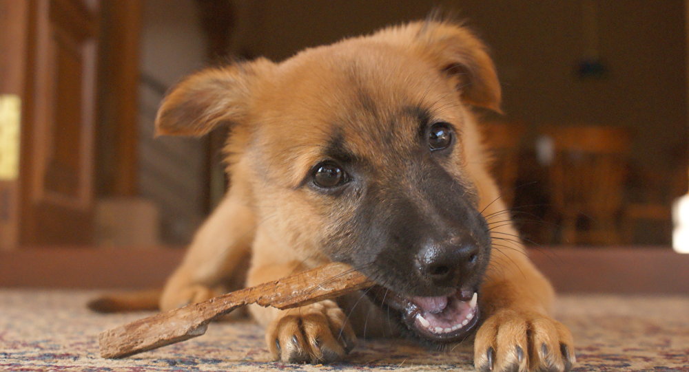 German Shepherd puppy
