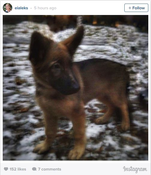 German Shepherd puppy named Dobrynya