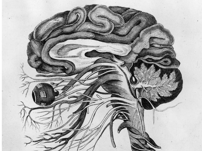 brain