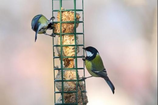 Wild birds