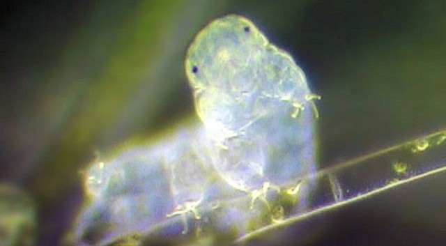tardigrade