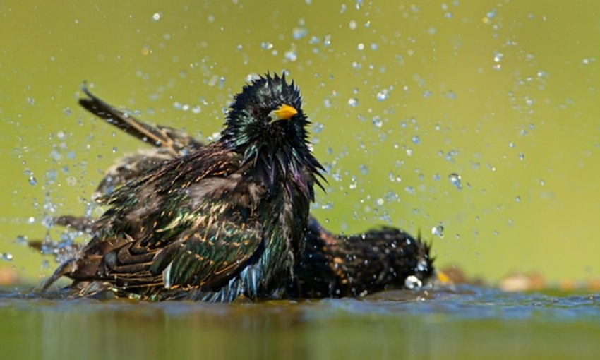Two starlings bathing