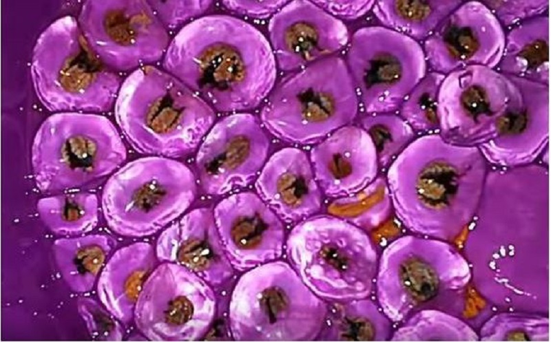 Purple Slime