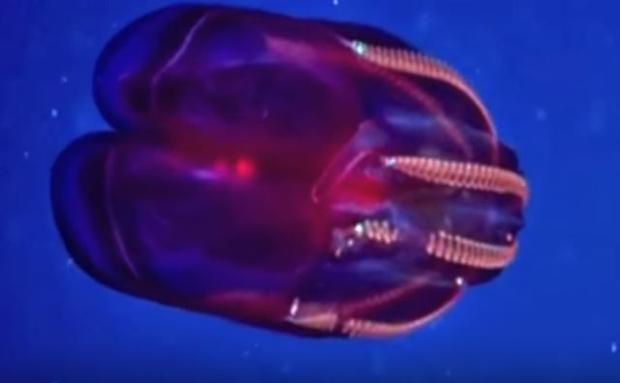 Click to enlarge Ctenophores
