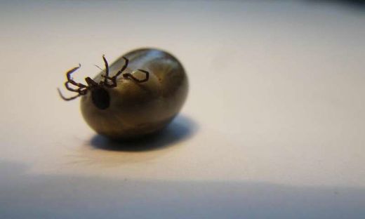 Click to enlarge tick borne disease