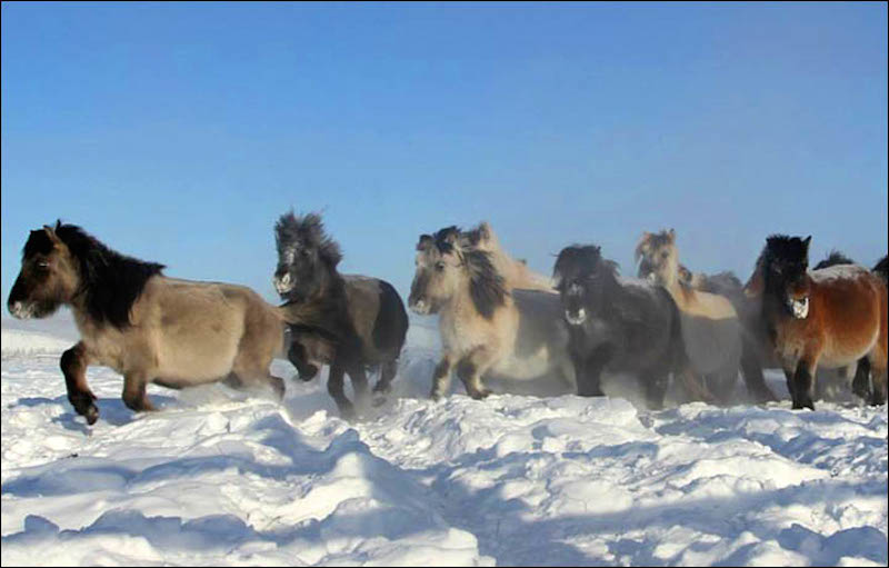 Yakutian horses