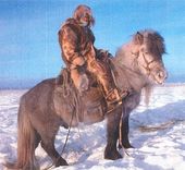 Yakut horse