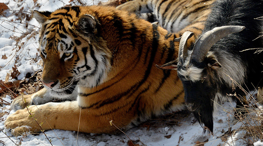 Amur and Timur