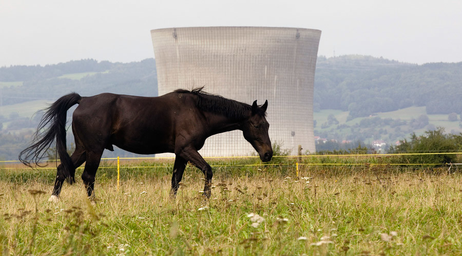 Horse grazing