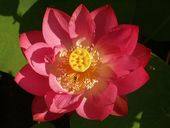 red lotus