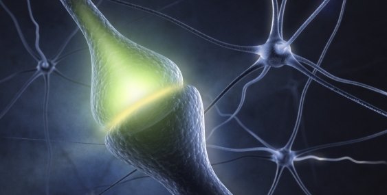 synapses