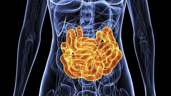 human guts