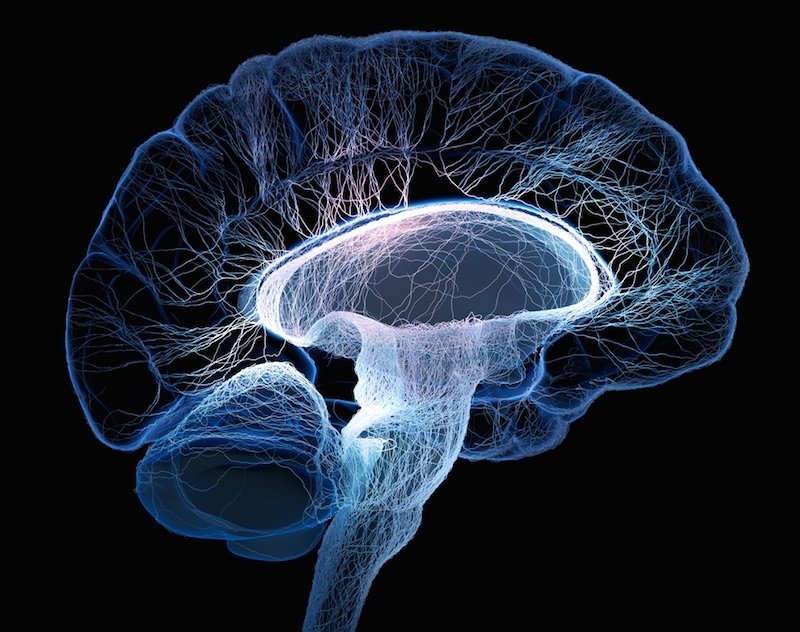 Click to enlarge Brain