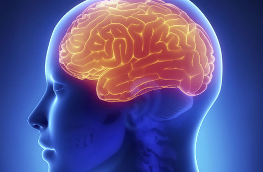 Click to enlarge Human Brain