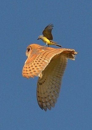 Raptor surfing