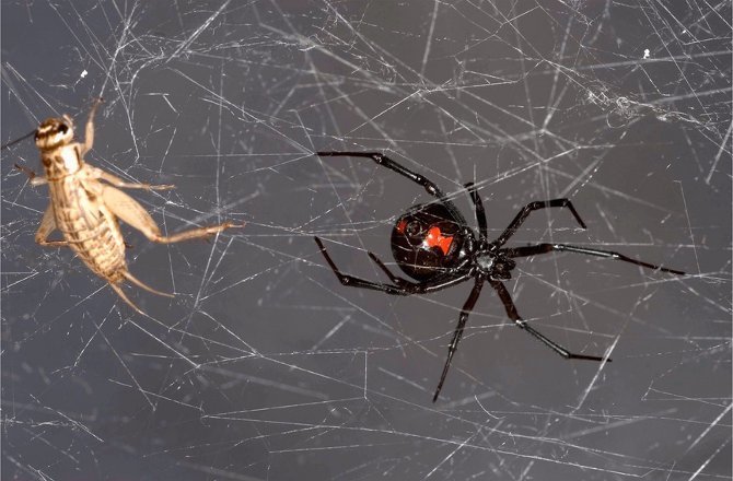 Spider and prey