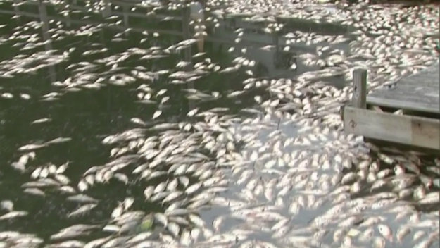 Dead fish New York