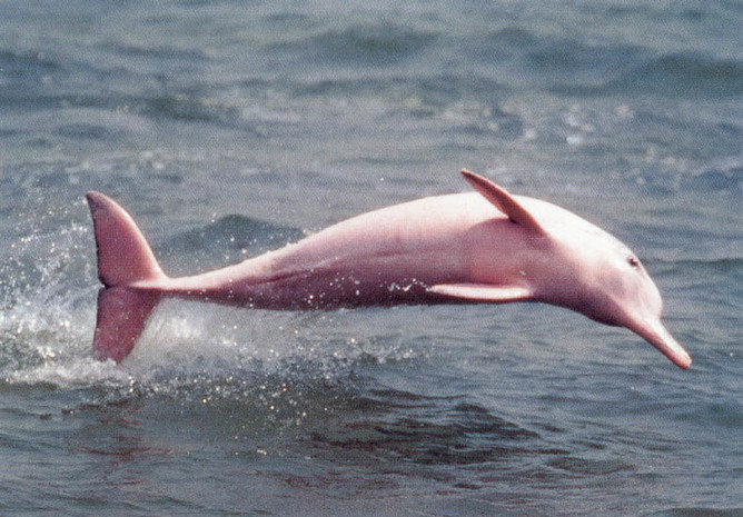 Pink dolphin