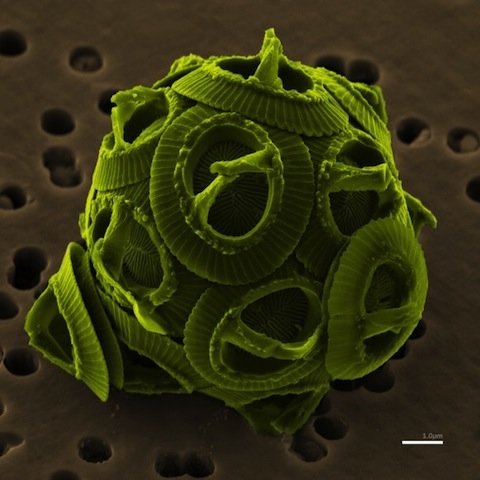 coccolithophore