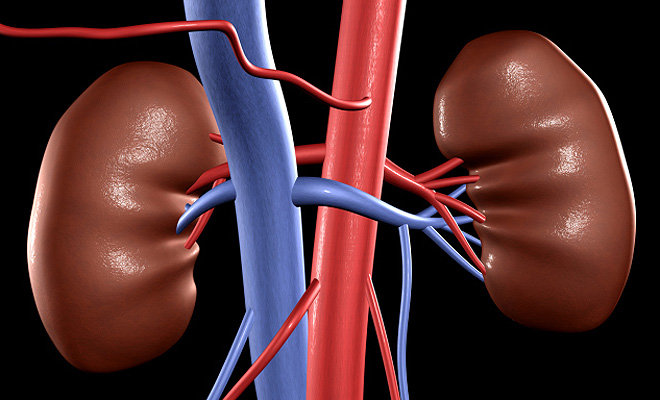 kidneys