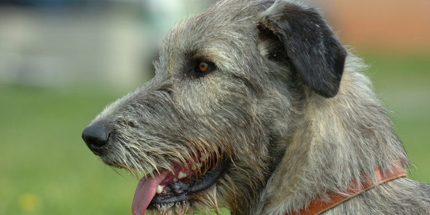 Wolfhound