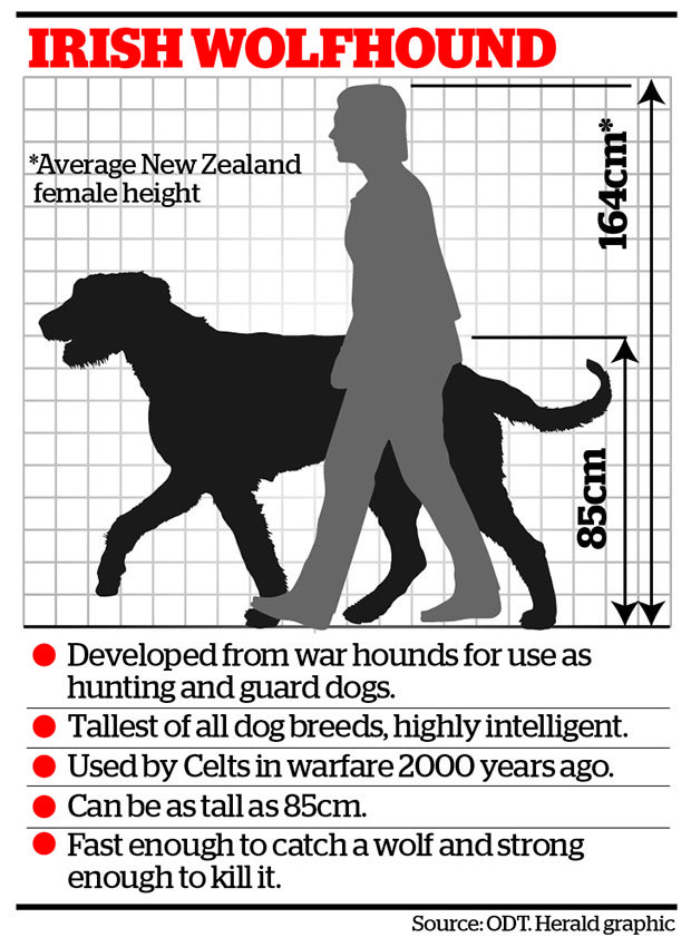 Click to enlarge wolfhound image
