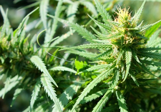 Click to enlarge Cannabis plant