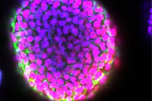 Click to enlarge stem cells, 3D printing