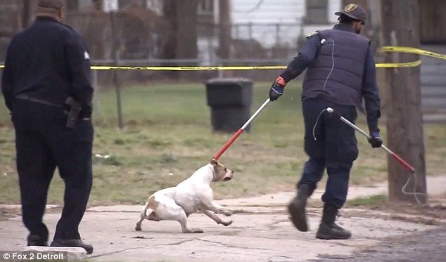 Pit bull dragged away