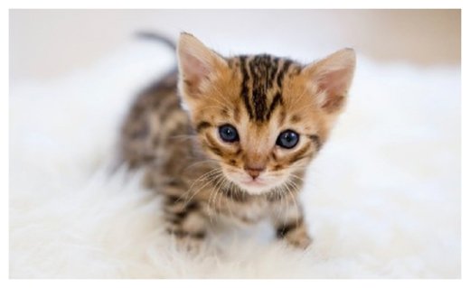Kitten