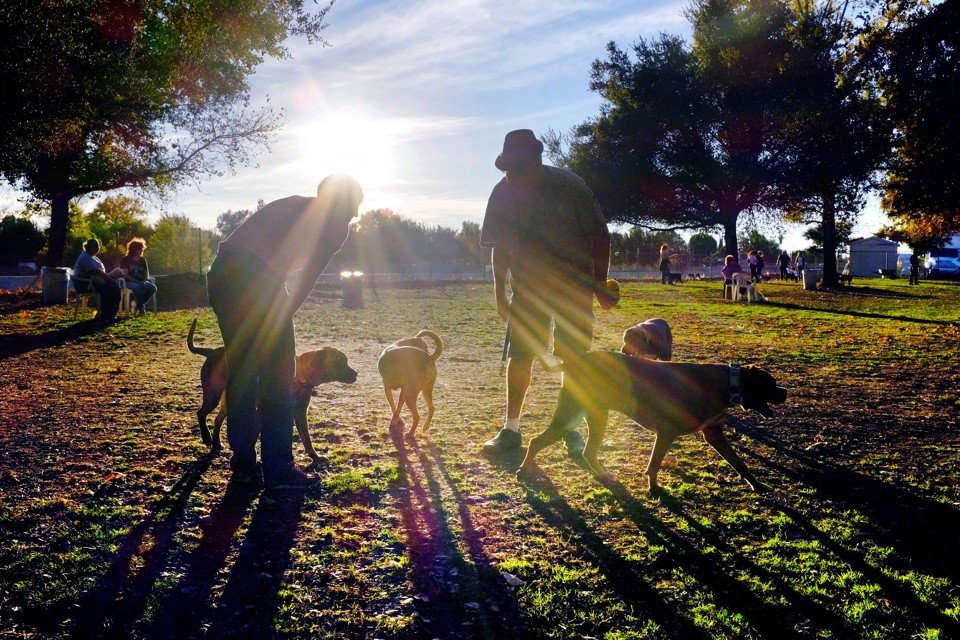 Doggies