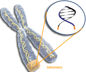 Click to enlarge telomere