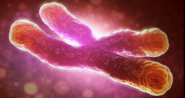 Click to enlarge telomere
