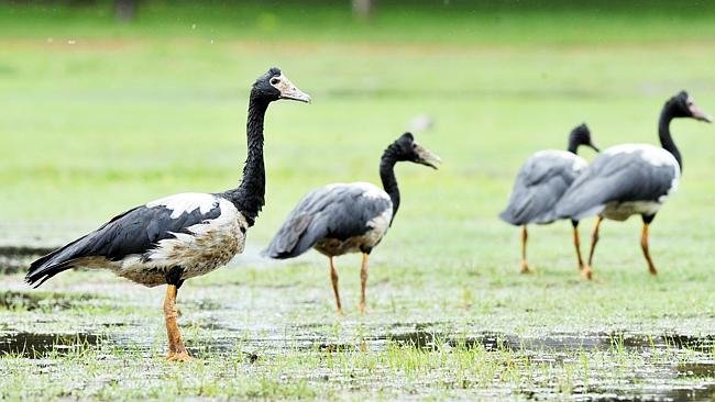 Magpie geese